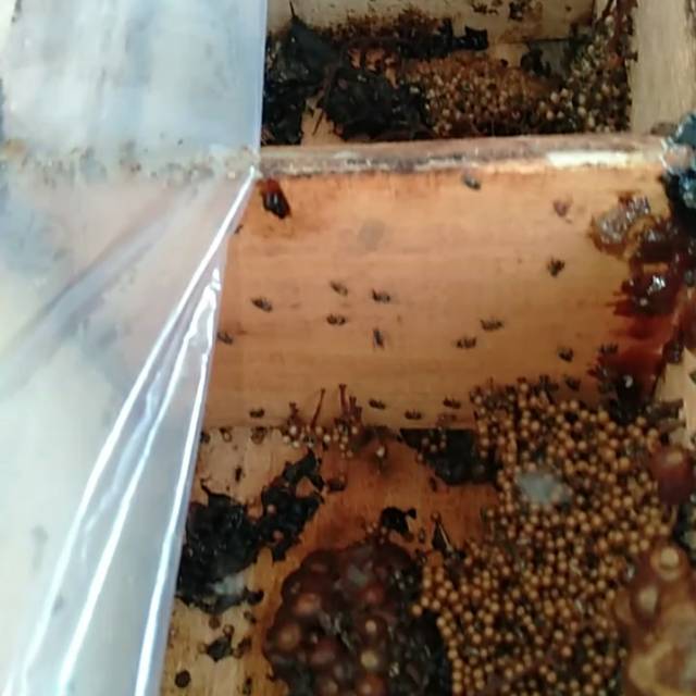Bibit Lebah klanceng/bibit lebah trigona/tawon klanceng/lebah kelulut