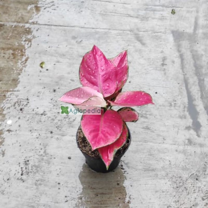  Aglonema Pink Anjamani  uk Sedang Aglopedia Shopee 