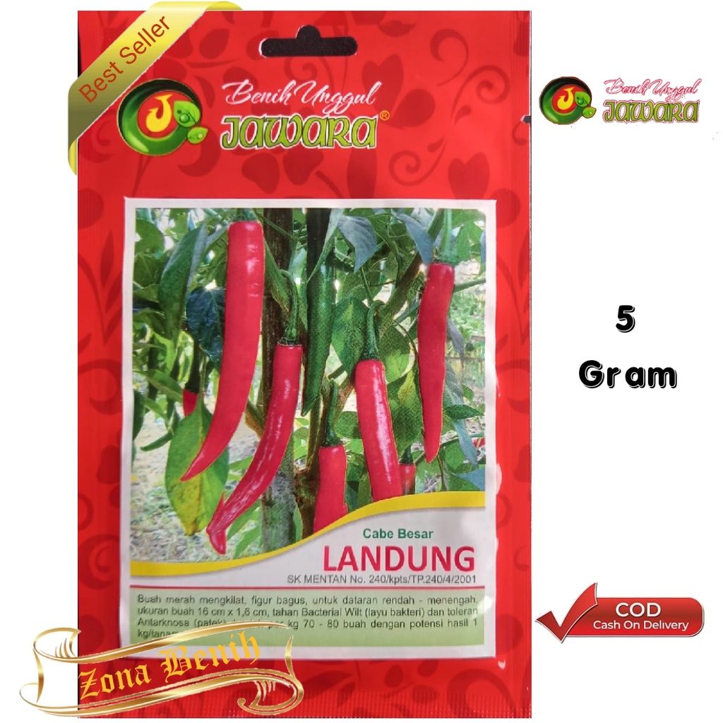 Isi 5 Gram Bibit Cabe Besar LANDUNG | Benih Cabe Merah Besar | Bibit Cabe | Bibit Unggul