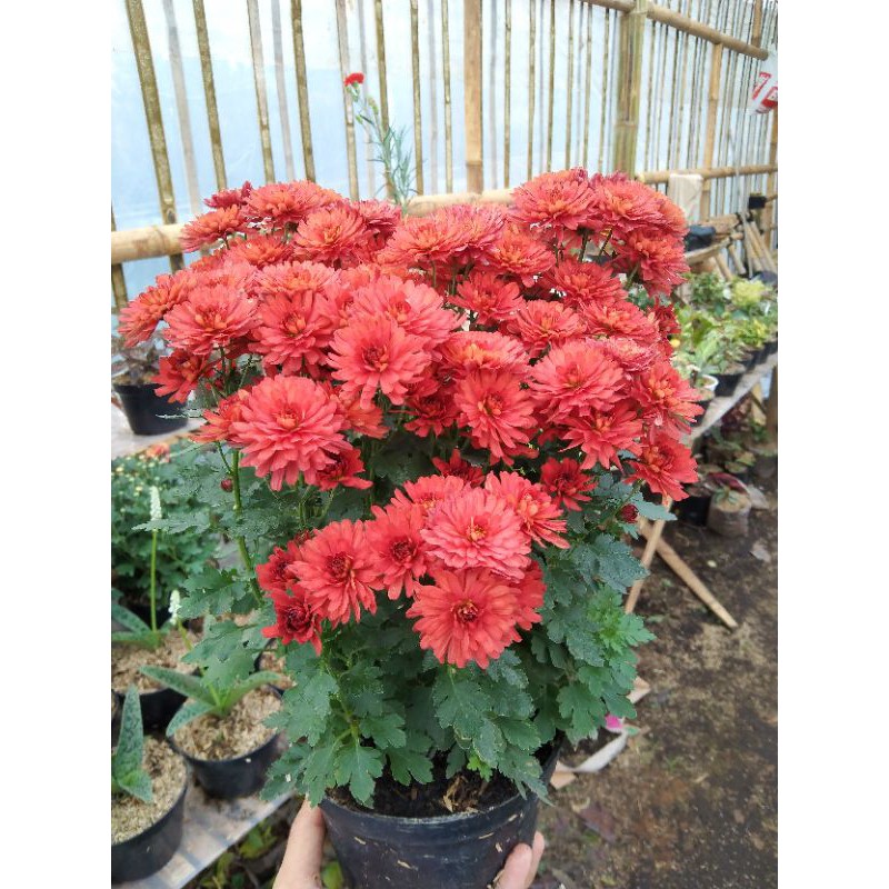bunga aster Krisan merah maroon jumbo rimbun isi 6 batang