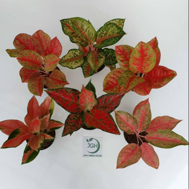 Paket Aglonema Sweetdream, Red Twistter, Mahasety, Kochin oren, Red King, sexylia