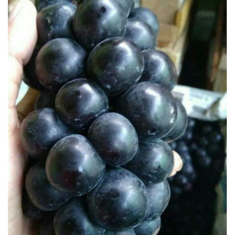 

Buah Anggur Hitam Bali Segar