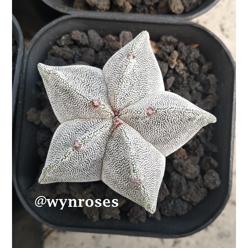 Astrophytum Myriostigma