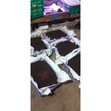 Cacing Merah/ Anc 1kg