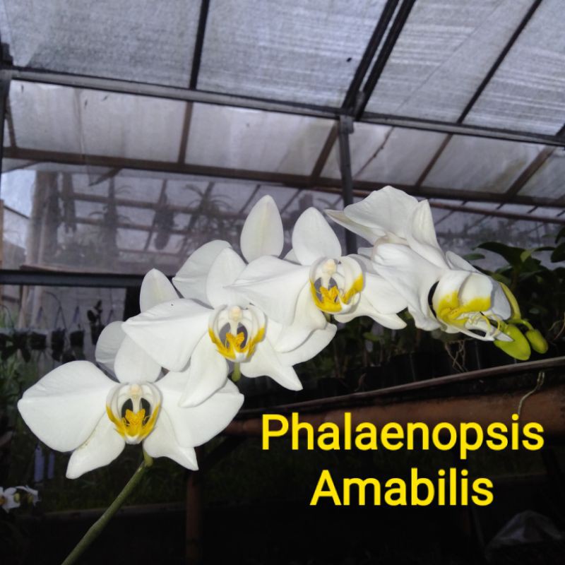 Anggrek bulan Phalaenopsis amabilis "java"