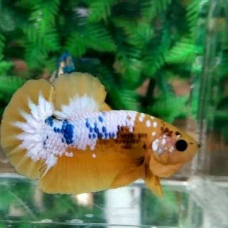 YELLOW FANCY MALE/FEMALE