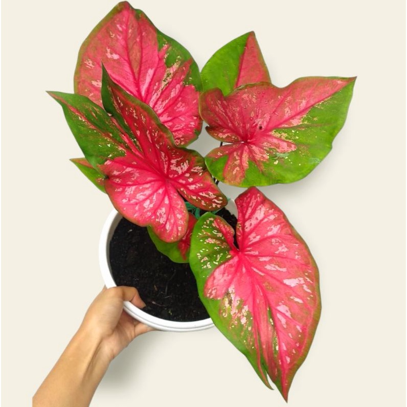 Caladium Red Clone / Tanaman Hias Red Clone size anakan berkualitas