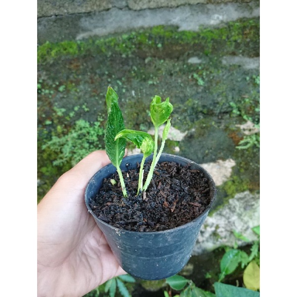 Tanaman epipremnum shangrila variegata