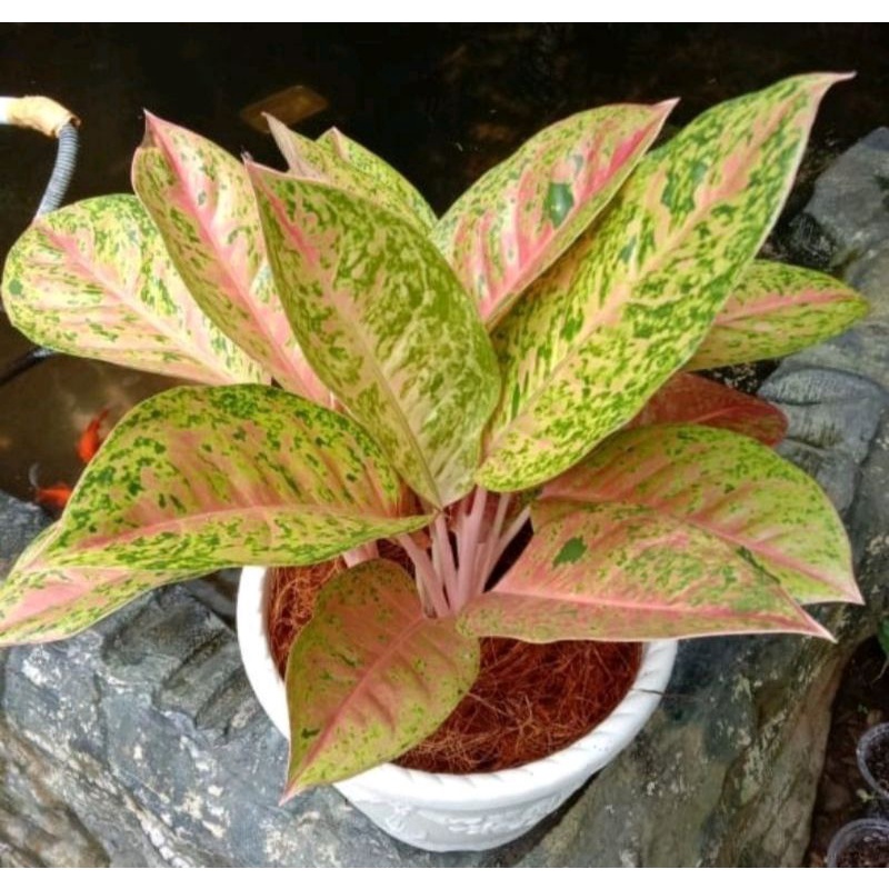 Bunga Aglonema Lulaiwan/Bigroy Murah Rimbun SegarAglo