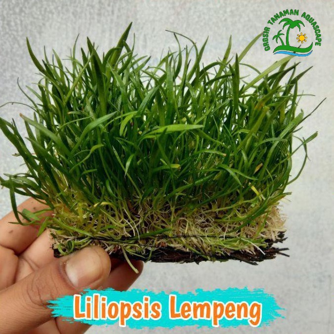 Liliopsis Lempeng - Lilaeopsis Brasiliensis Tanaman Air Aquascape Foreground Hiasan Aquarium