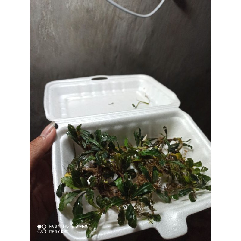 

buchepalandra