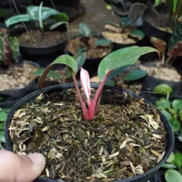 bibit tanaman hias philodendron pink congo