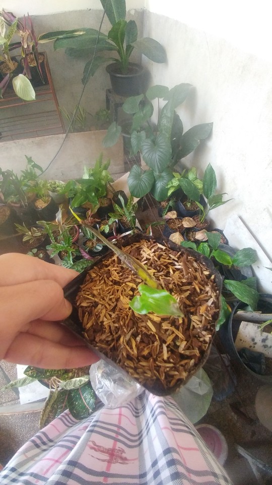 Tanaman Aglaonema Lipstik Pink/ Lipstik Kelasik