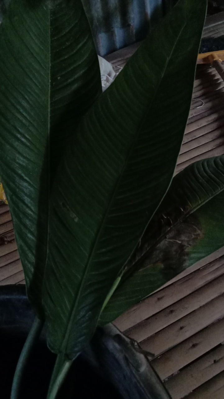 Philodendron Lynette