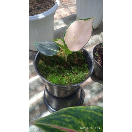 aglaonema kochin sutra