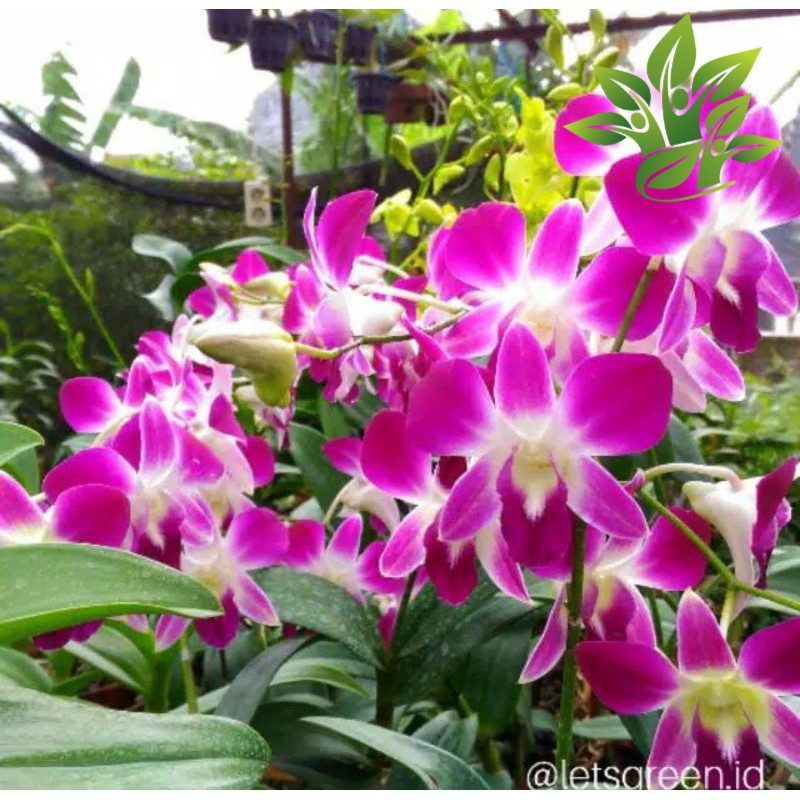 Seedling Anggrek Dendrobium Sonia Ersakul ( anggrek Orchidaceae DENDROBIUM )