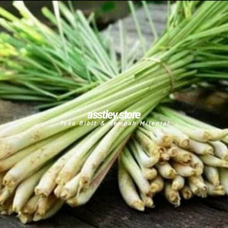 

Serai Sereh Sayur Segar 1 Kg