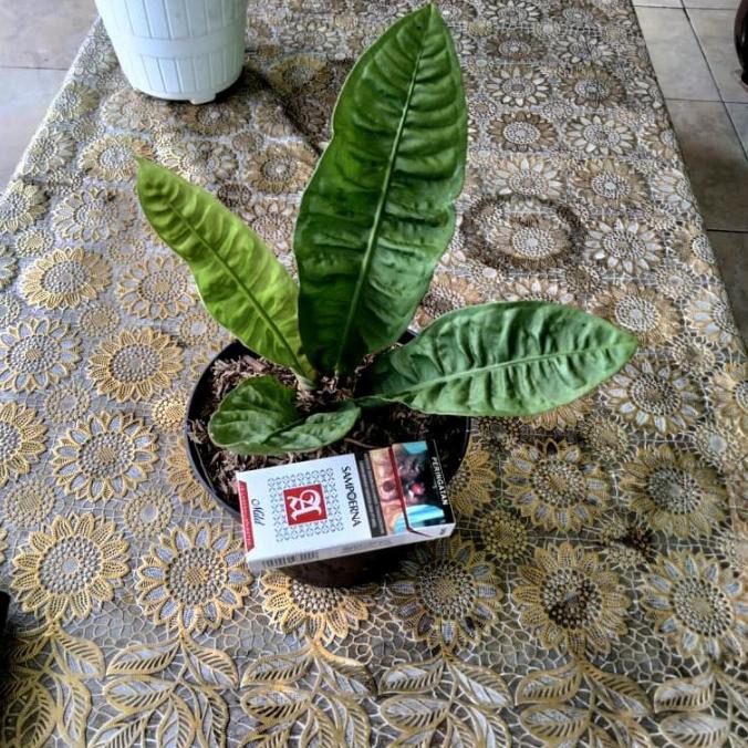 Tanaman Hias Anthurium Reflexinervium Langka Dyse_L28