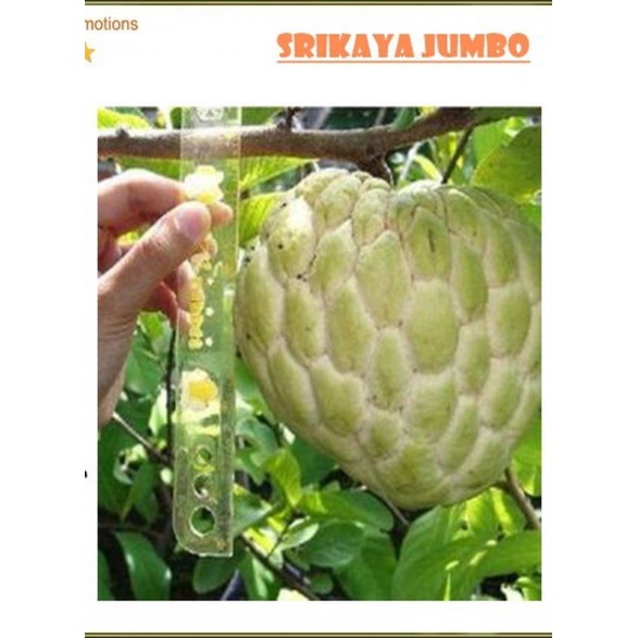 

biji/benih_tanaman_srikaya_jumbo/20biji