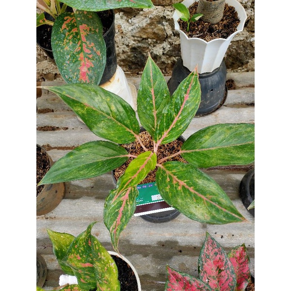 Aglonema GATOTKACA - Murah - Foto Asli