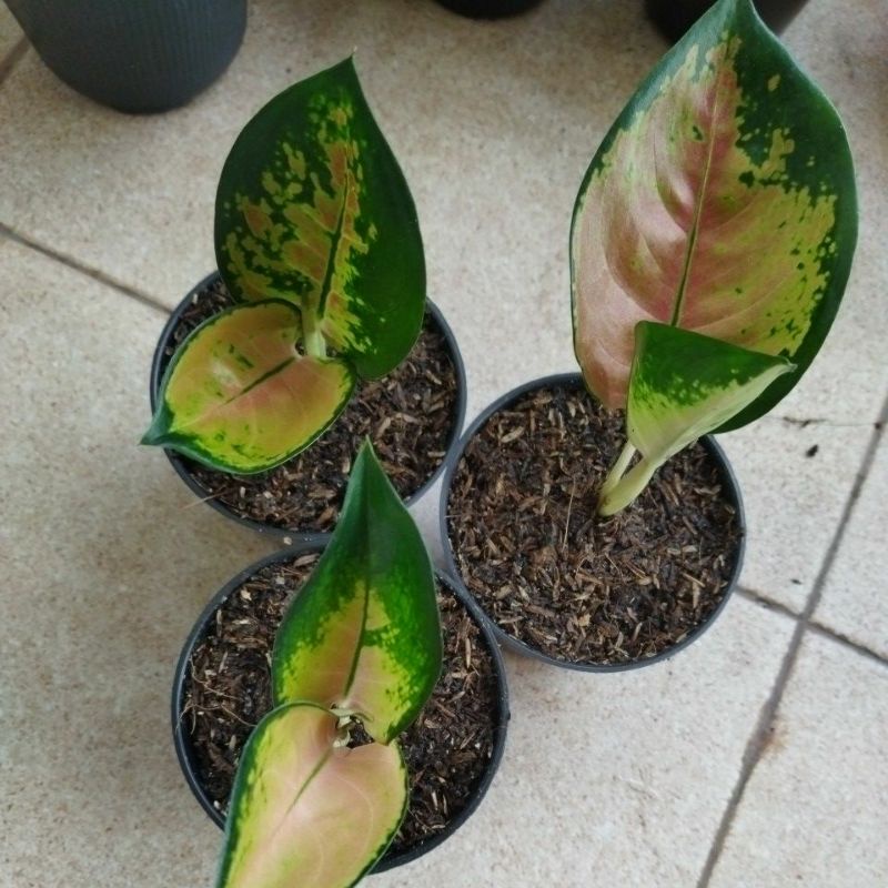 aglonema SB Sultan brunai real pict murah 2+ asli