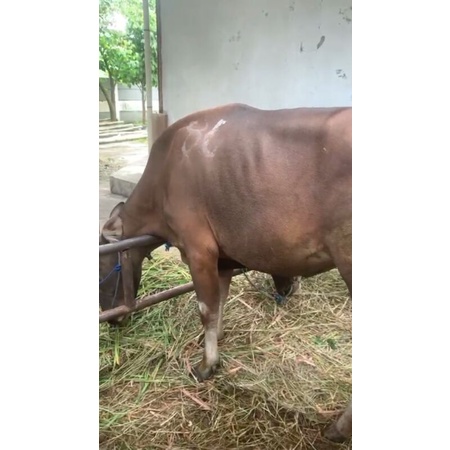 Sapi bali kurban berat 252kg harga 17jutaan Gratis Ongkir jabodetabek
