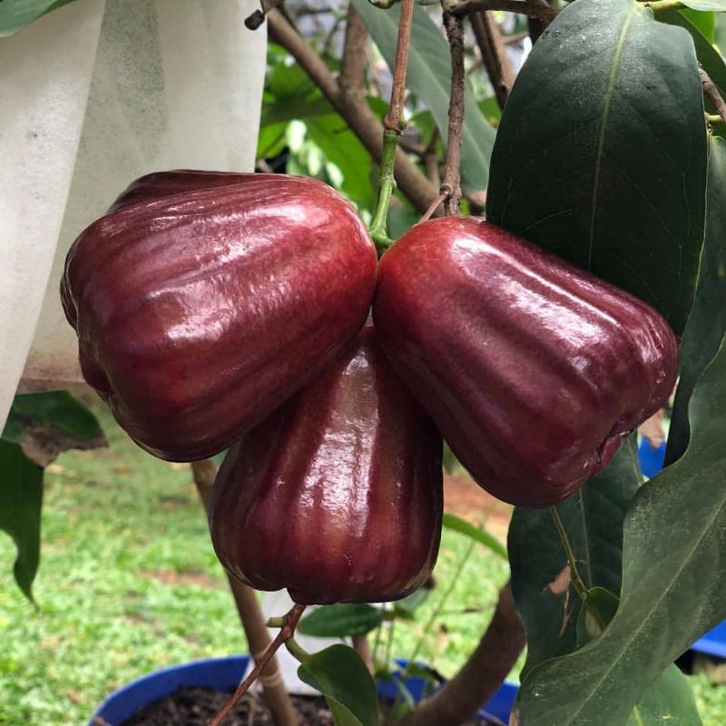 Bibit Jambu Air Black Kingkong Tanpa Biji Okulasi