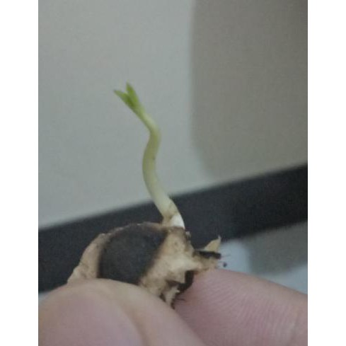 

Herbal877D8Rs9 Biji Kelor / Moringa Seed Per 100Biji ++ Rp 10.000