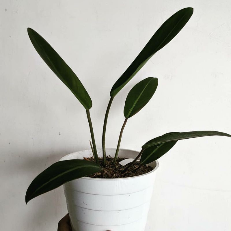 PHILODENDRON CALLOSUM Philo Bulu Ayam