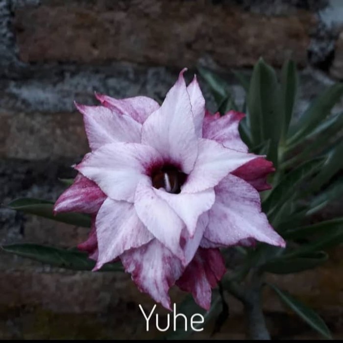 Bibit Bunga Kamboja Adenium Yuhe - Tanaman Hias-0