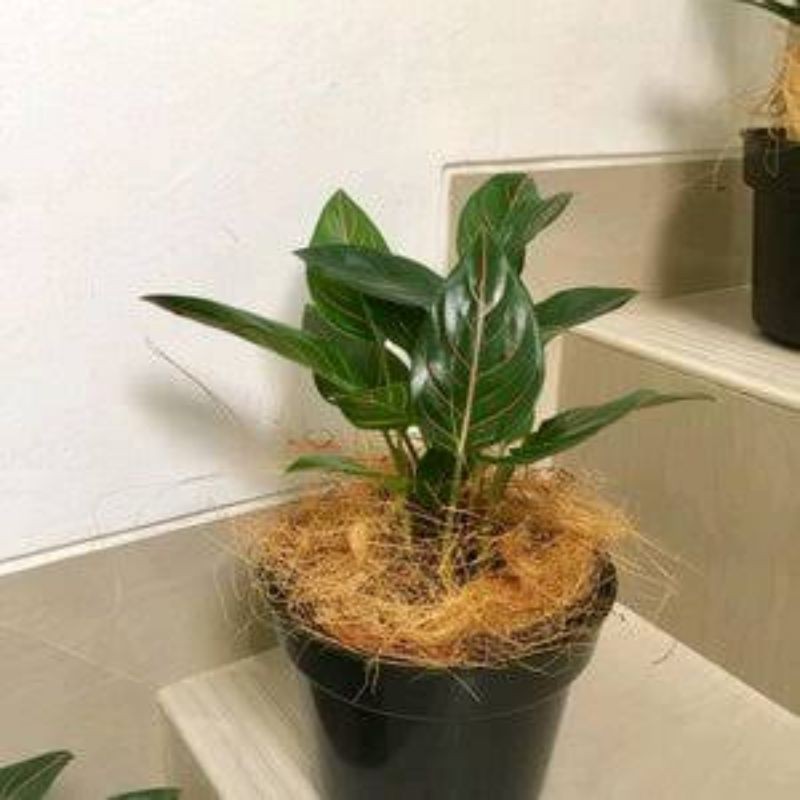 tanaman hias aglonema rotundum - aglonema rotundum hijau