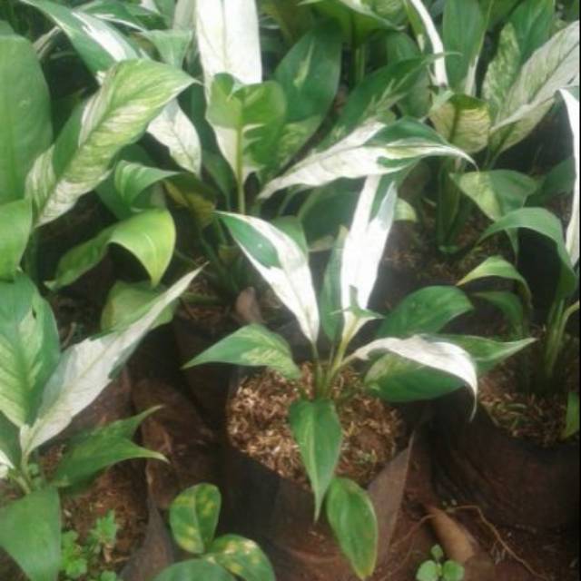 Bunga sepatu filum variegata