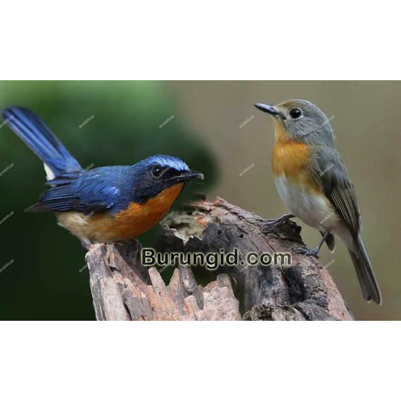 burung tledekan gunung sepasang jantan dan betina