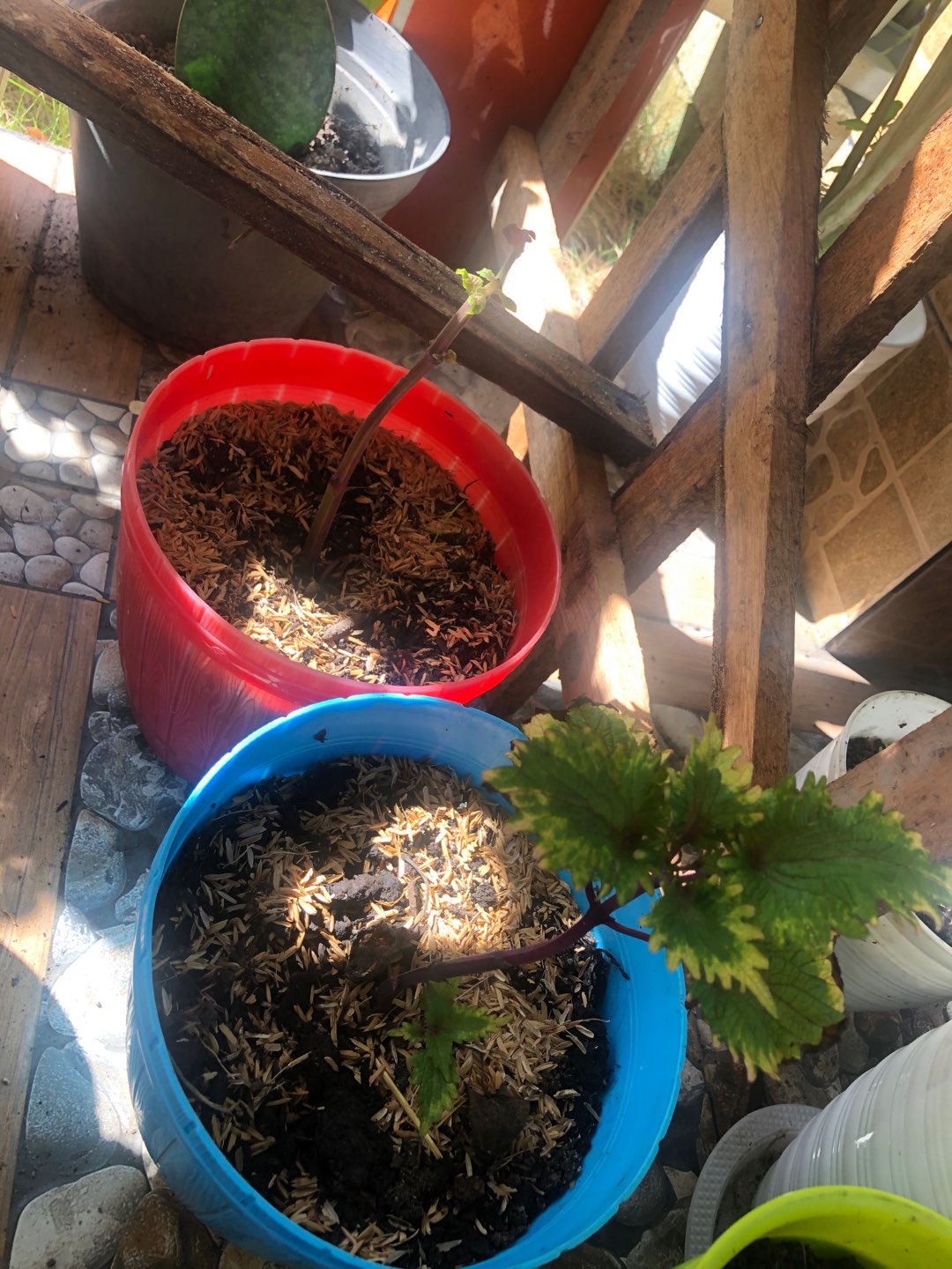 No 20 Tanaman Hias Miana/coleus/iler/jawer Kotok