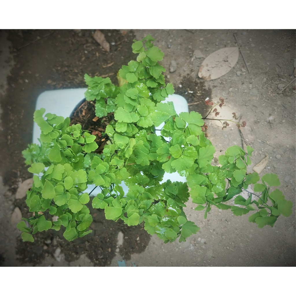 SUPLIR MELATI BICOLOR