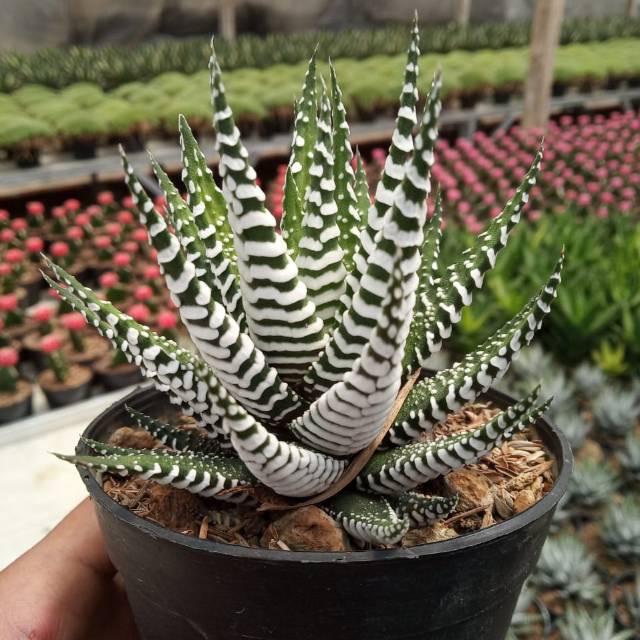 haworthia zebra