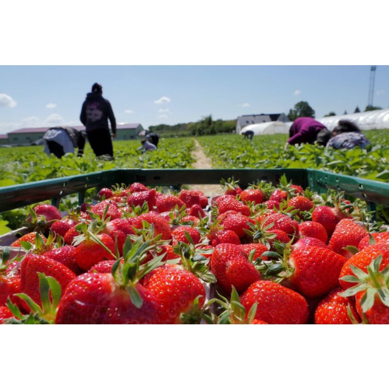 Bibit Strawberry Rosalinda Cepat Berbuah