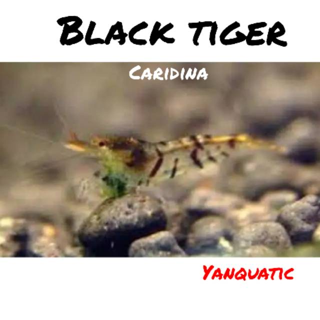 UDANG HIAS BLACK TIGER AQUASCAPE
