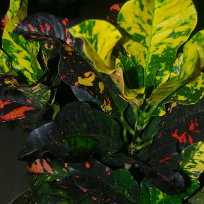 Tanaman puring oscar - puring outdoor / indoor - puring Hias - oscar .