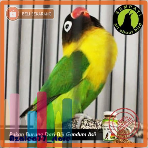 Original Pakan Burung Lovebird Kenari Merpati Biji Gandum Utuh