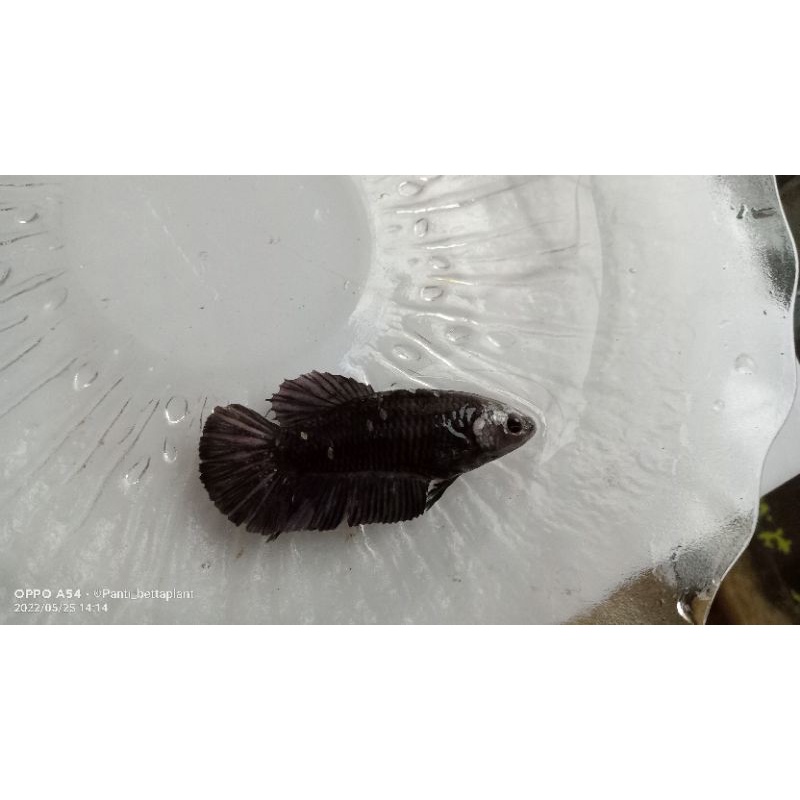 kan cupang female blackseries