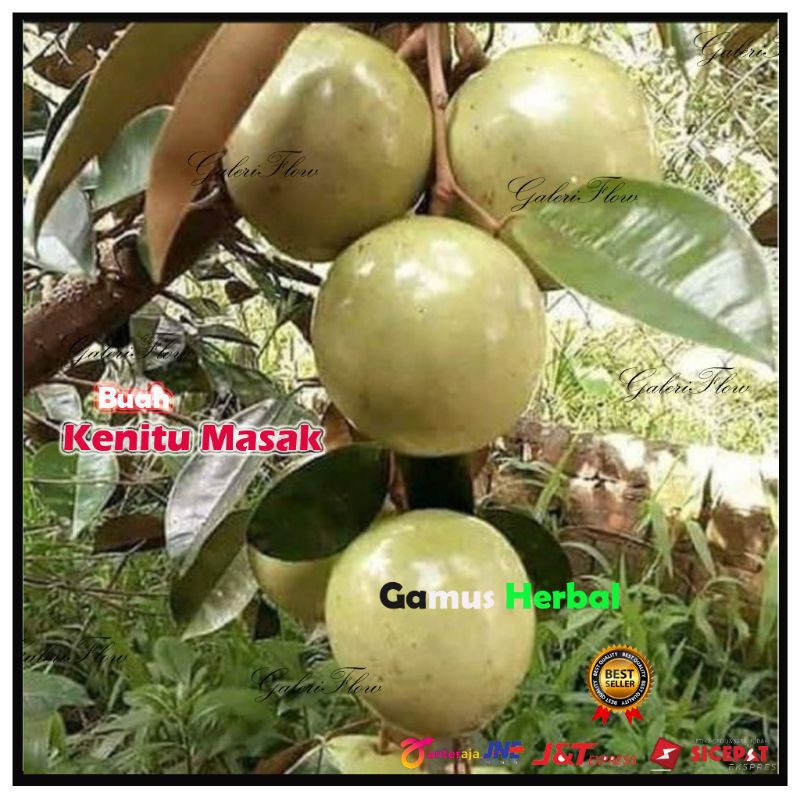 

Buah Kenitu Fresh/Buah Sawo Susu/Sawo Hutan/Buah Segar