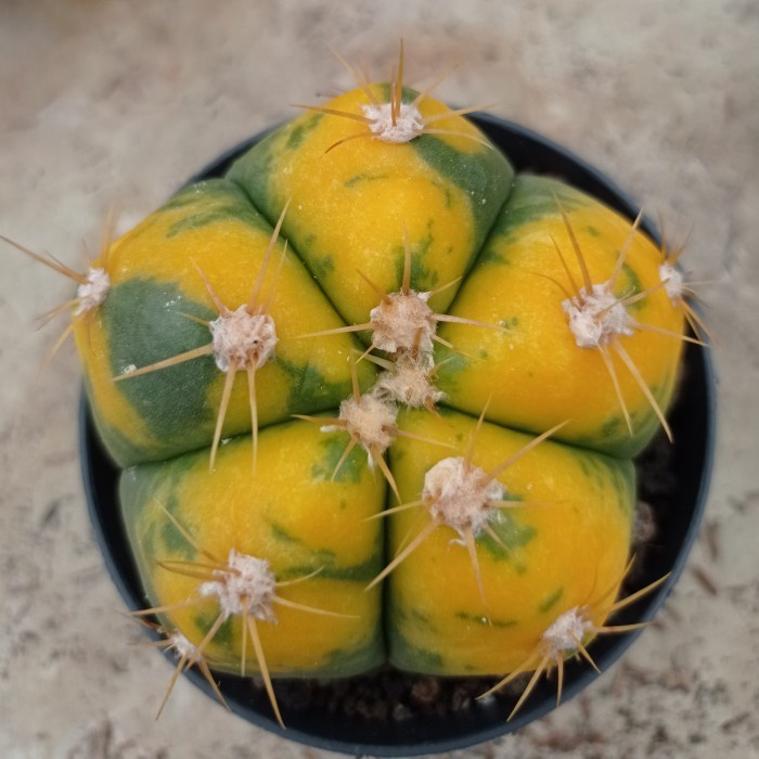 gymnocalycium horstii variegata