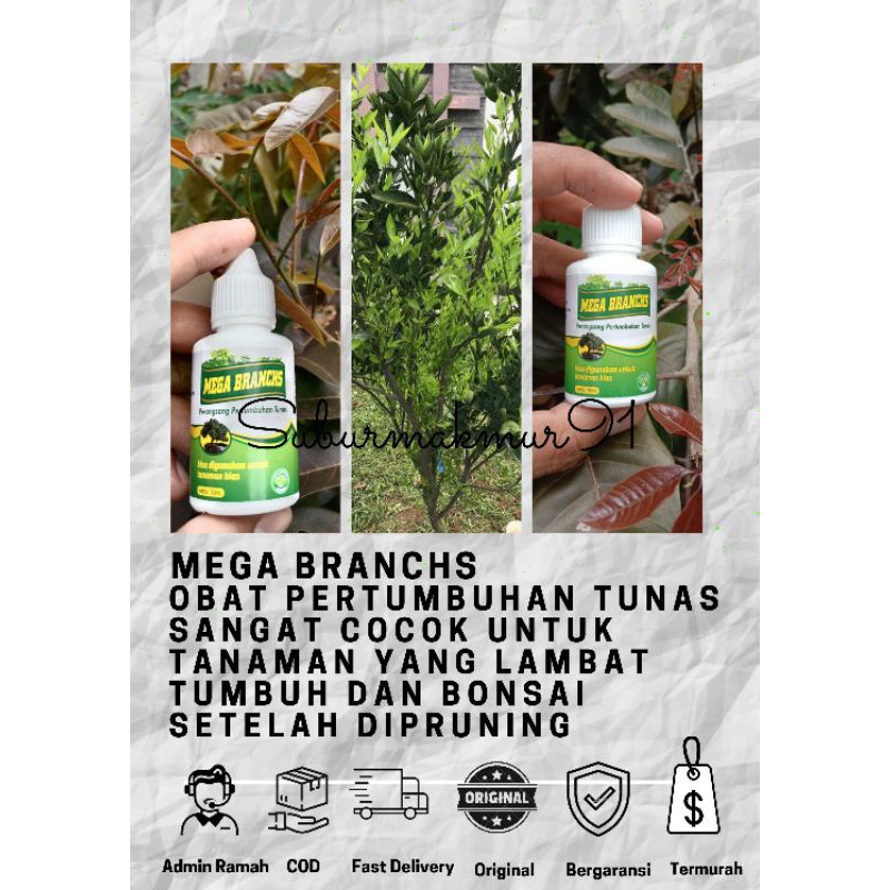 Mega branchs / PENUMBUH TUNAS pohon bibit tanaman buah tanaman hias benih biji bunga tanaman hias PU