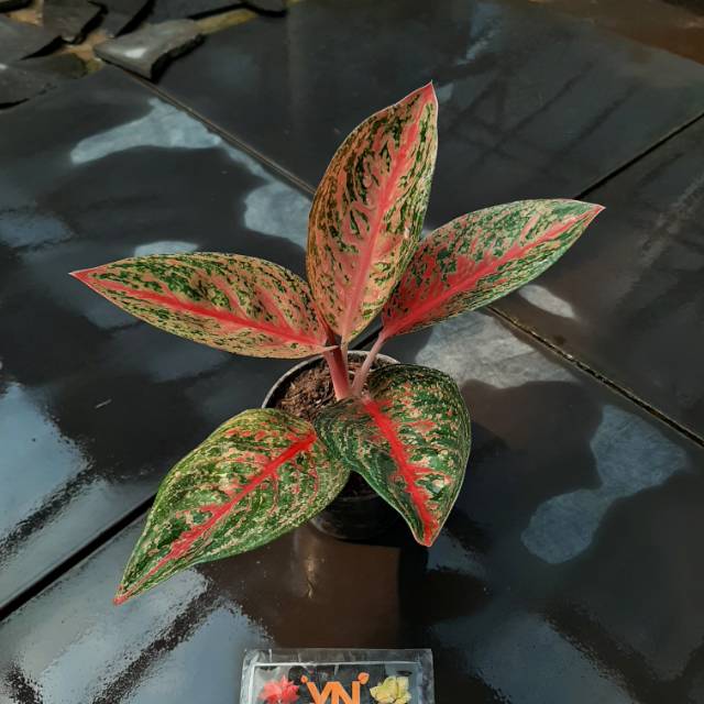 WIDURI/ Bunga/ Tanaman/ Aglo/ Aglonema/ Tanaman hias/ Aglonema thailand