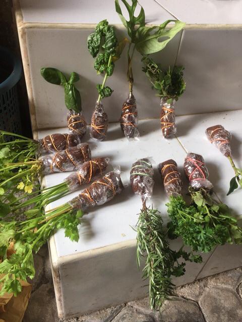 Tanaman Hias Pillow Janda Bolong