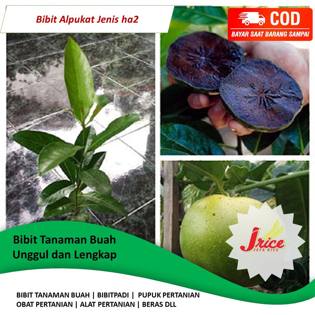 BIBIT BUAH BLACK SAPOTE OKULASI CEPAT BERBUAH