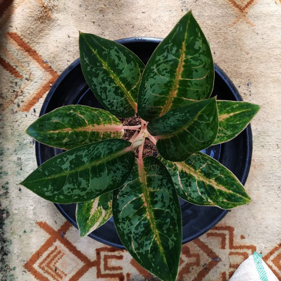 aglonema gajahmada hias