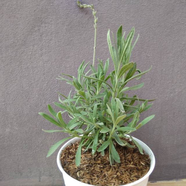 Tanaman bunga lavender asli