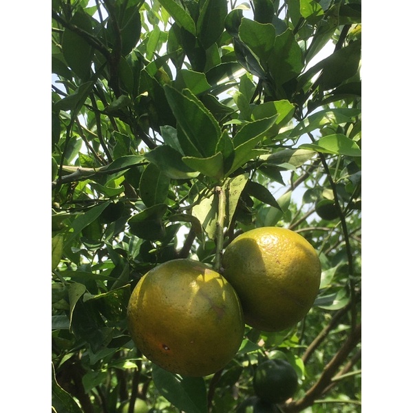 

Jeruk Semboro 1kg